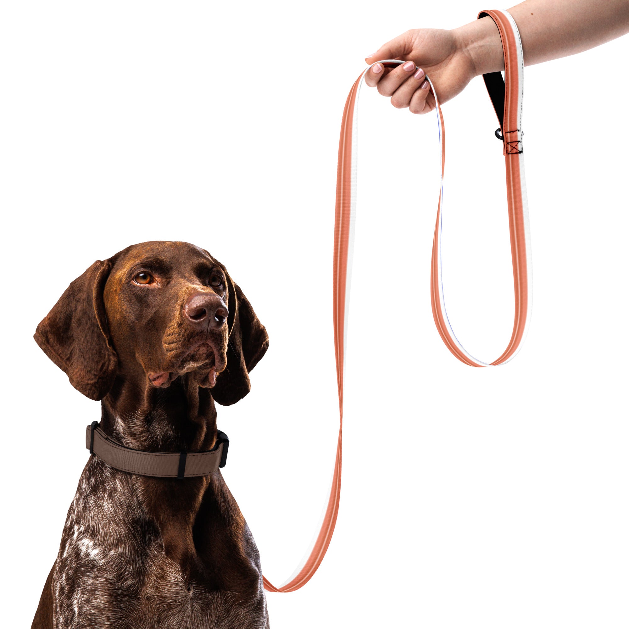 Stripes (Blue and Orange) - Pet leash